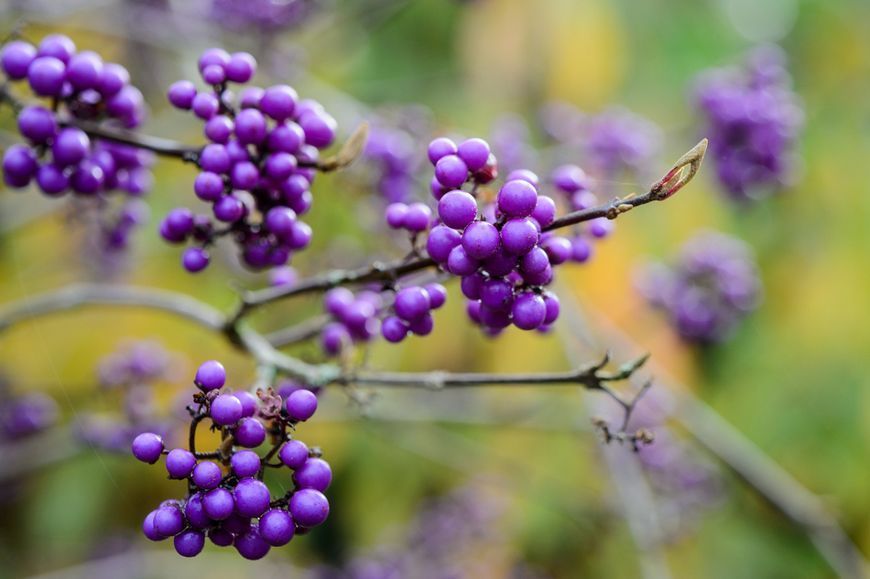 Красивоягідник бодін&rsquo;єра Profusion (Callicarpa bodinieri Profusion) 01.085.001 фото