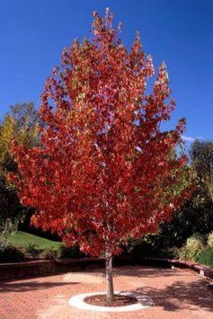 ЛІКВІДАМБАР СМОЛОНОСНИЙ 'ВОРПЛСДОН' (Liquidambar styraciflua Worplesdon) 01.011.010 фото