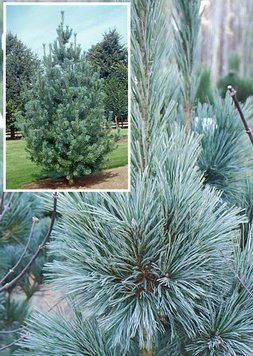 Сосна гнучка Вандервульф Пірамід (Pinus flexilis Vanderwolf's Pyramid) 02.003.104 фото