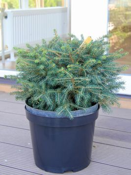 Ялина звичайна Нідіформіс (Picea abies Nidiformis) 02.002.023 фото