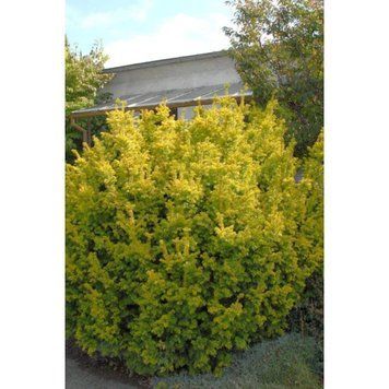Тис ягідний Семперауреа (Taxus baccata Summergold) 02.004.038 фото