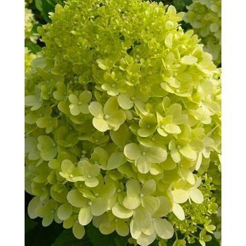 ГОРТЕНЗІЯ ВОЛОТИСТА 'ЛАЙМЛАЙТ' (Hydrangea paniculata Limelight) 01.034.086 фото