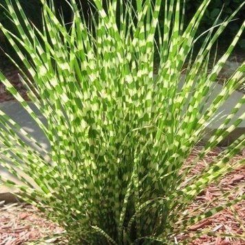 Міскантус сіненсіс Літтл Зебра (Miscanthus sinensis Littl Zebra) 03.004.006 фото