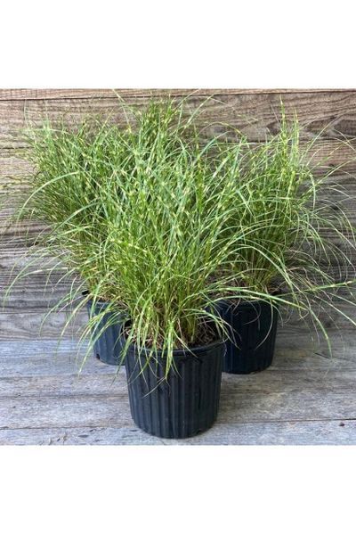 Міскантус сіненсіс Літтл Зебра (Miscanthus sinensis Littl Zebra) 03.004.006 фото