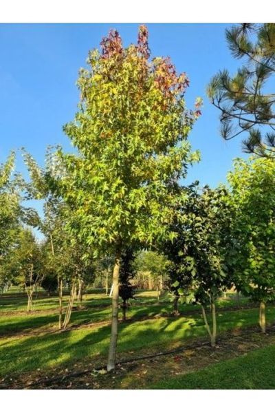 ЛІКВІДАМБАР СМОЛОНОСНИЙ 'ВОРПЛСДОН' (Liquidambar styraciflua Worplesdon) 01.011.010 фото