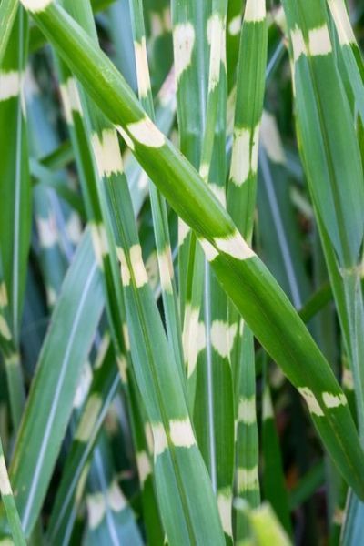 Міскантус сіненсіс Літтл Зебра (Miscanthus sinensis Littl Zebra) 03.004.006 фото