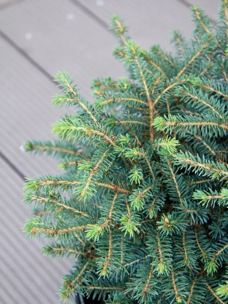 Ялина звичайна Нідіформіс (Picea abies Nidiformis) 02.002.023 фото