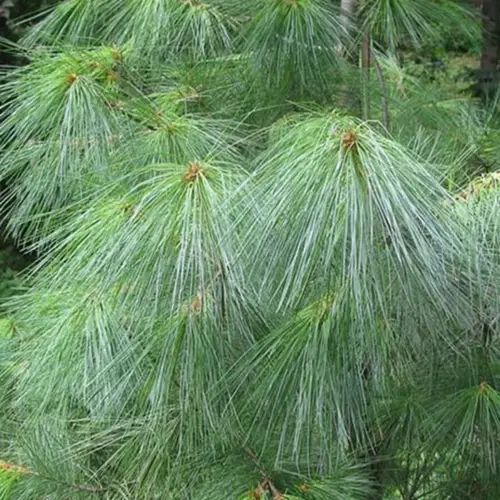 Сосна Веймута (Pinus strobus) 02.003.386 фото