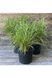 Міскантус сіненсіс Літтл Зебра (Miscanthus sinensis Littl Zebra) 03.004.006 фото 3