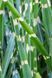 Міскантус сіненсіс Літтл Зебра (Miscanthus sinensis Littl Zebra) 03.004.006 фото 2