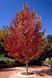 ЛІКВІДАМБАР СМОЛОНОСНИЙ 'ВОРПЛСДОН' (Liquidambar styraciflua Worplesdon) 01.011.010 фото 1