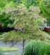 Стиракс японський Сновконе (Styrax japonicus Snowcone) 01.068.003 фото 2