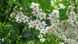 Стиракс японський Сновконе (Styrax japonicus Snowcone) 01.068.003 фото 3