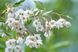 Стиракс японський Сновконе (Styrax japonicus Snowcone) 01.068.003 фото 1