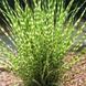 Міскантус сіненсіс Літтл Зебра (Miscanthus sinensis Littl Zebra) 03.004.006 фото 1