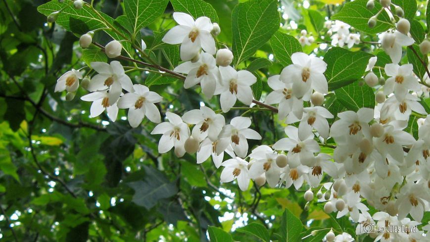 Стиракс японський Сновконе (Styrax japonicus Snowcone) 01.068.003 фото