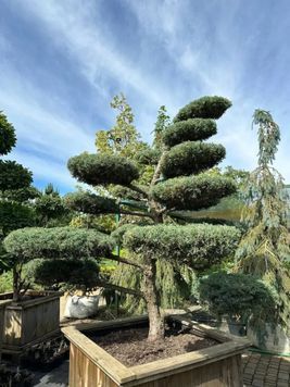 Ялівець віргінський Хетц К/бонсай (Juniperus virginiana Hetz) 02.009.195 фото