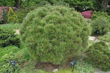 Сосна звичайна Глобоза (Pinus densiflora Globosa) 02.003.252 фото