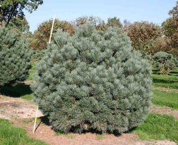 Сосна звичайна Ватерерi К/Ст (Pinus sylvestris Watereri) 02.003.434 фото