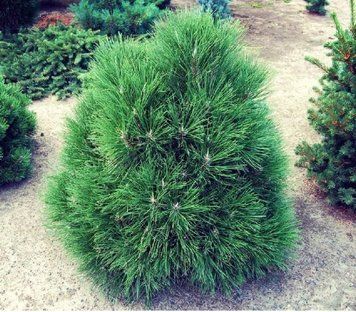 СОСНА ЧОРНА 'СПІЛБЕРГ' (Pinus nigra Spielberg) 02.003.062 фото