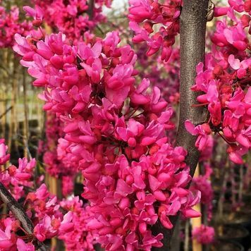Церцис канадський Аппалачіан Ред (Cercis canadensis Appalachian Red) 01.002.018 фото