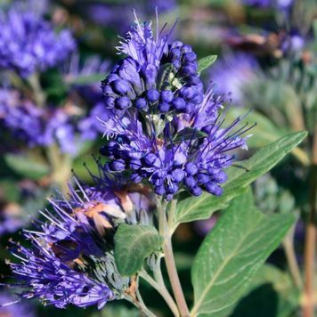 Каріоптеріс кландонський(Caryopteris clandonensis) 03.019.001 фото