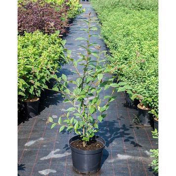 Кизильник блискучий (Cotoneaster lucidus) 01.033.010 фото