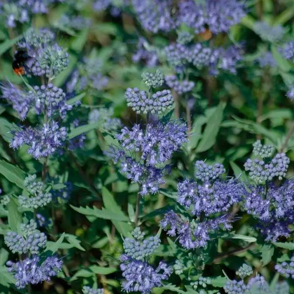 Каріоптеріс кландонський(Caryopteris clandonensis) 03.019.001 фото