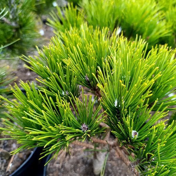 Сосна звичайна Глобоза (Pinus densiflora Globosa) 02.003.252 фото