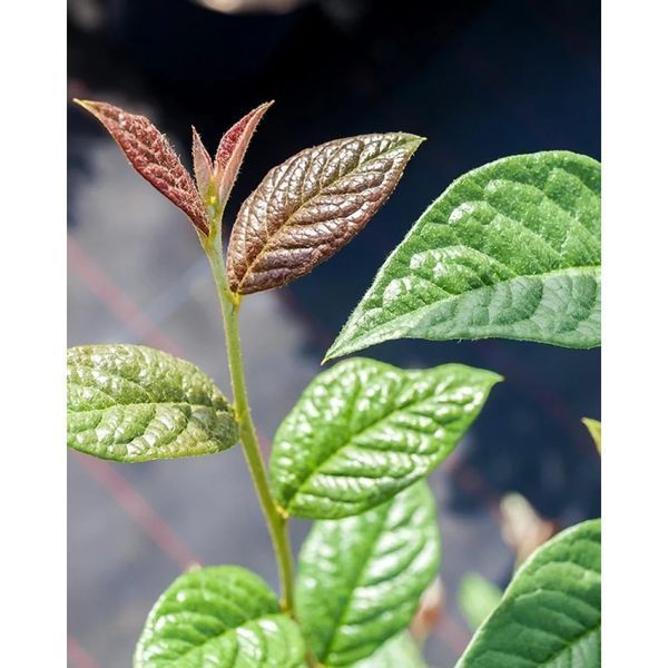 Кизильник блискучий (Cotoneaster lucidus) 01.033.010 фото
