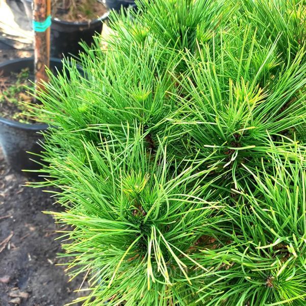 СОСНА ЧОРНА 'СПІЛБЕРГ' (Pinus nigra Spielberg) 02.003.062 фото