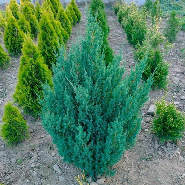 ЯЛІВЕЦЬ КИТАЙСЬКИЙ 'СТРІКТА' (Juniperus chinensis Stricta) 02.009.144 фото