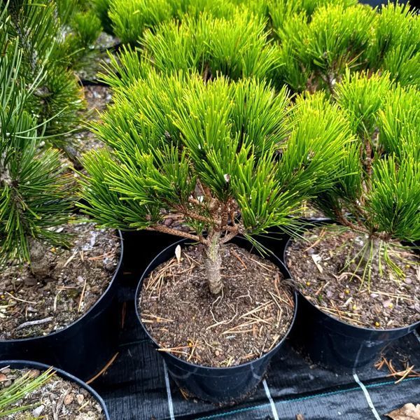 Сосна звичайна Глобоза (Pinus densiflora Globosa) 02.003.252 фото