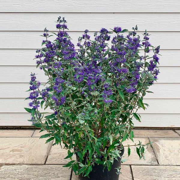Каріоптеріс кландонський(Caryopteris clandonensis) 03.019.001 фото
