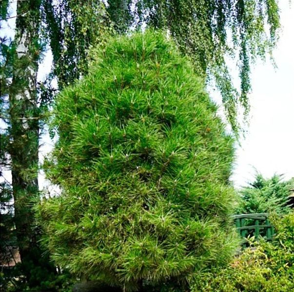 СОСНА ЧОРНА 'СПІЛБЕРГ' (Pinus nigra Spielberg) 02.003.062 фото