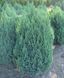 ЯЛІВЕЦЬ КИТАЙСЬКИЙ 'СТРІКТА' (Juniperus chinensis Stricta) 02.009.144 фото 2