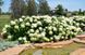 ГОРТЕНЗІЯ ДЕРЕВОВИДНА 'ПІНК АНАБЕЛЬ' (Hydrangea arborescens Strong Annabelle) 01.034.084 фото 2