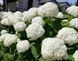 ГОРТЕНЗІЯ ДЕРЕВОВИДНА 'ПІНК АНАБЕЛЬ' (Hydrangea arborescens Strong Annabelle) 01.034.084 фото 1