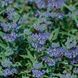 Каріоптеріс кландонський(Caryopteris clandonensis) 03.019.001 фото 2
