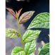 Кизильник блискучий (Cotoneaster lucidus) 01.033.010 фото 2