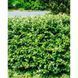Кизильник блискучий (Cotoneaster lucidus) 01.033.010 фото 3