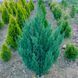 ЯЛІВЕЦЬ КИТАЙСЬКИЙ 'СТРІКТА' (Juniperus chinensis Stricta) 02.009.144 фото 3