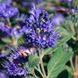 Каріоптеріс кландонський(Caryopteris clandonensis) 03.019.001 фото 1