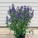 Каріоптеріс кландонський(Caryopteris clandonensis) 03.019.001 фото 3