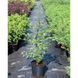 Кизильник блискучий (Cotoneaster lucidus) 01.033.010 фото 1