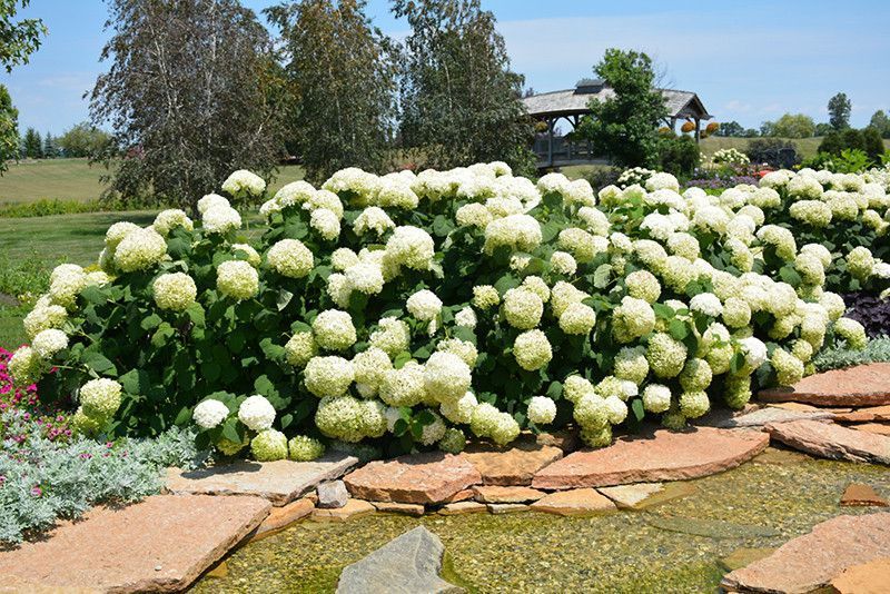 ГОРТЕНЗІЯ ДЕРЕВОВИДНА 'ПІНК АНАБЕЛЬ' (Hydrangea arborescens Strong Annabelle) 01.034.084 фото