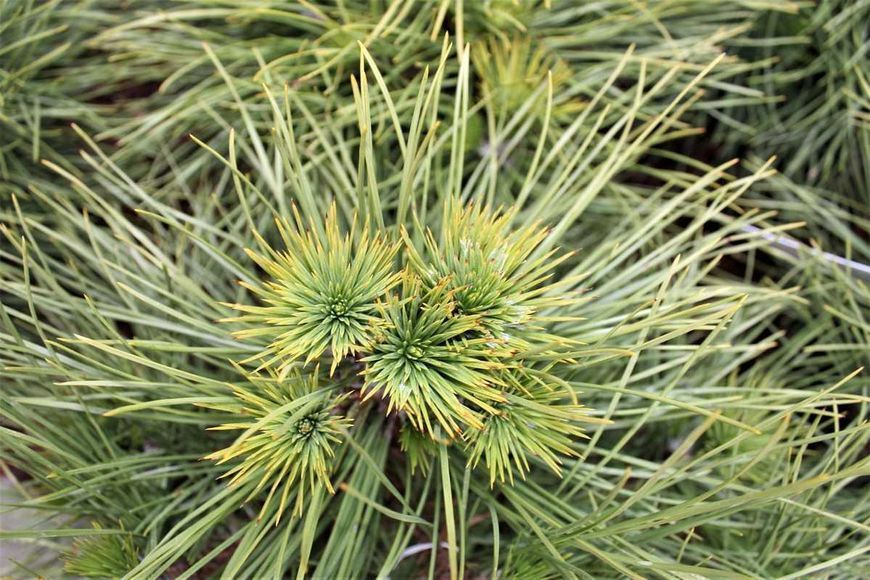 СОСНА ЧОРНА 'СПІЛБЕРГ' (Pinus nigra Spielberg) 02.003.062 фото