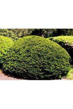 Тис гострокінцевий Нана (Taxus cuspidata Nana) 02.004.147 фото