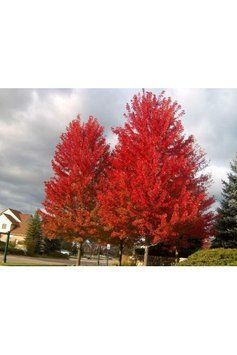 КЛЕН ФРІМАНА 'СІЄННА ГЛЕН' (Acer freemanii Sienna Glen) 01.001.099 фото