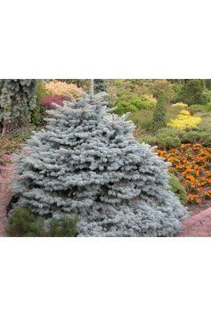 Ялина колюча Глаука Глобоза (Picea pungens Glauca Globosa) 02.002.063 фото